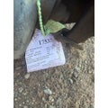 MERITOR MV2014P Axle Housing (Front) thumbnail 1