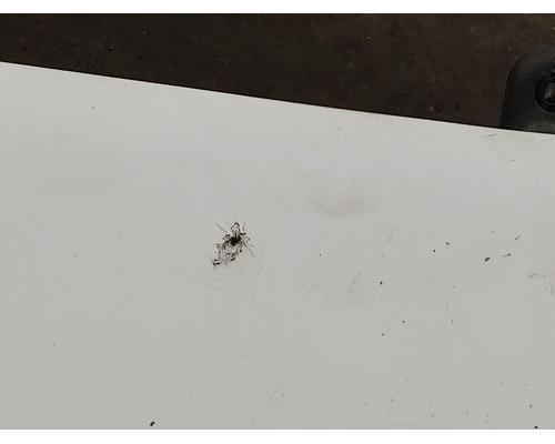 FREIGHTLINER COLUMBIA 120 Sun Visor (External)