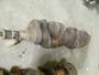 Bobby Johnson Equipment Co., Inc. Crankshaft Detroit Bobby Johnson Equipment Co., Inc. Crankshaft Detroit