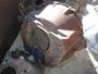 Active Truck Parts  FORD 534
