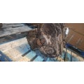 MACK 1076 Transmission Assembly thumbnail 15