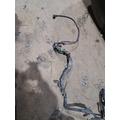   Engine Wiring Harness thumbnail 14